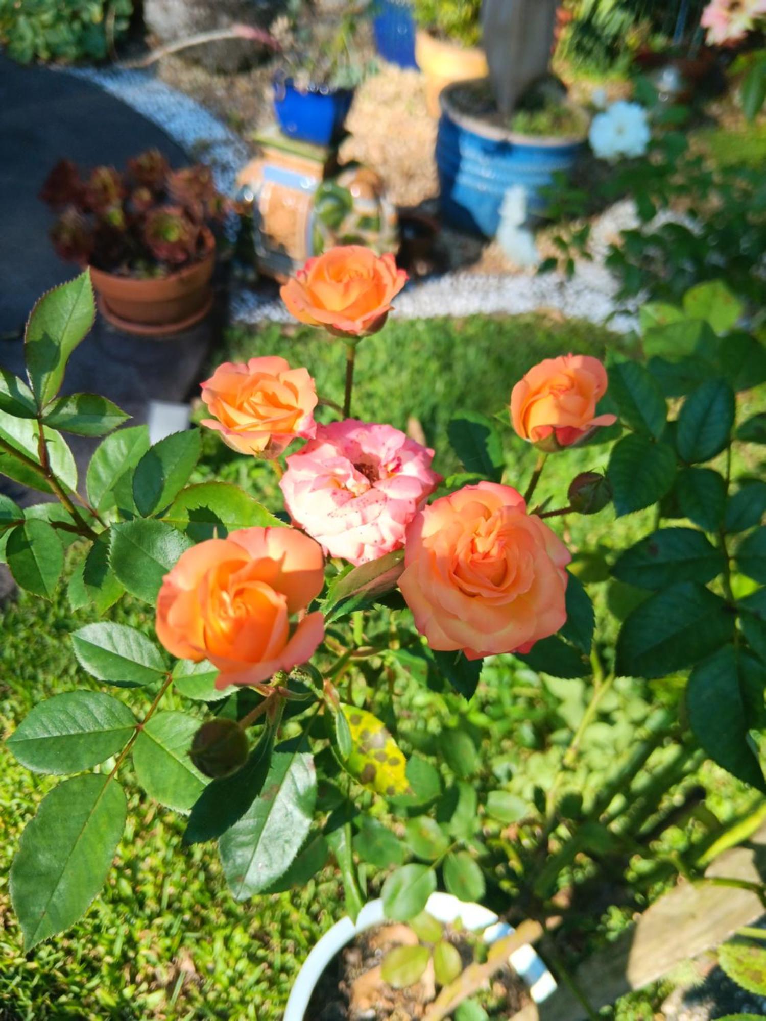 Mapleton Peaceful Provence Bnb Eksteriør bilde